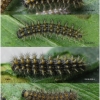 mel ornata larva4 volg1